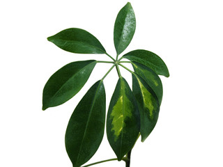 Leaves of plant of sheflera on white background