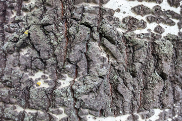 Close up of the birch bark