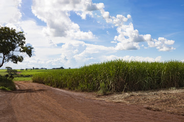 Harvest sugarcane farmland tropical - Brazil