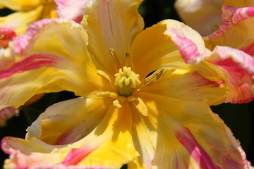 Fototapeta premium Żółty tulipan