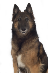 Dog, Belgian Shepherd Tervuren, isolated