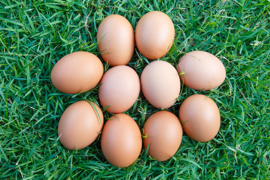 Eggs in the green grass
