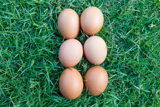 Eggs in the green grass