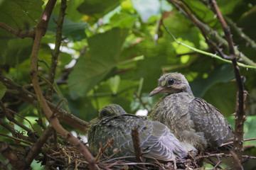 Young doves in the nest