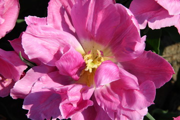 Różowy tulipan