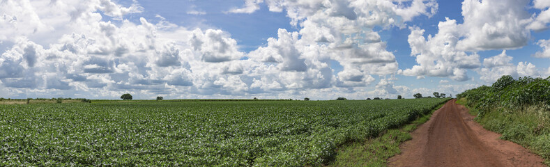 Fototapeta na wymiar Soybean plantation panoramic, cloud sky 