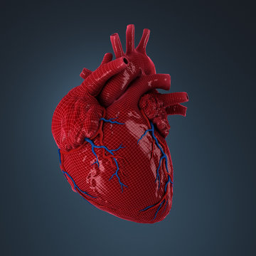 3d rendered human heart.