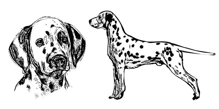 dalmatian illustration