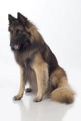 Dog, Belgian Shepherd Tervuren, sitting, isolated