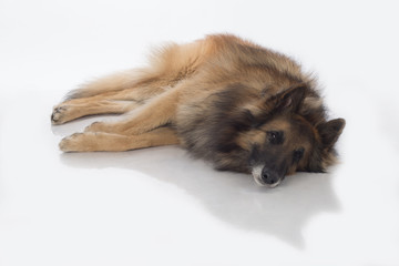 Dog, Belgian Shepherd Tervuren, lying, isolated