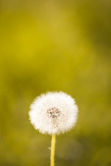 Beautiful prairie dandelion