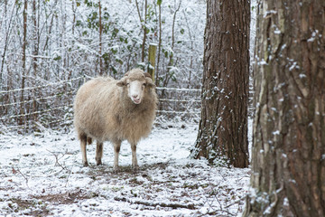 Sheep hiding behind a tree