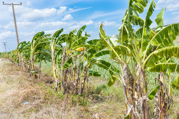 banana tree