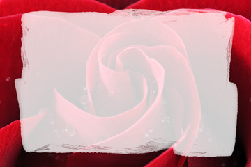 Red Rose, Closeup