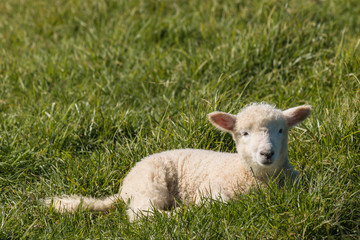 Naklejka na ściany i meble closeup of lamb resting on spring meadow
