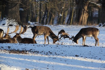 Group of fallow deer in a winter landscape. Duel of two male animals.