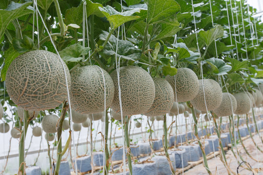 melon