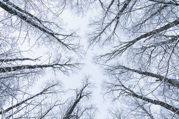 Snowy trees in a forest viewed from below in the winter.