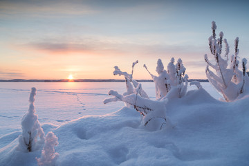 Obraz premium Snowbank, snowy plants and sunrise at a frozen and snowy lake in Finland in the winter.