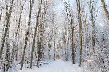 Snowy trees and footpath in a snowy forest at a sunny in Finland in the winter.