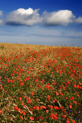 Field planted with cereals - usuallu wheat (Triticum L.) and (or) rye (Secale L.). Often accompany other sorts, such how as Corn Poppy (Papaver rhoeas) and Cornflower (Centaurea cyanus)