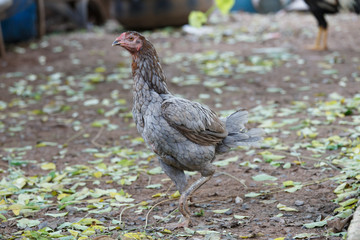 hen