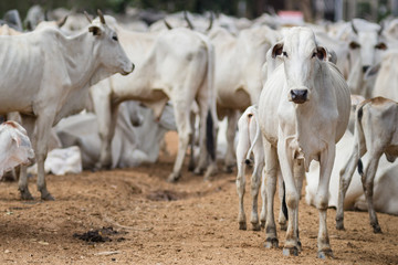 Cattle walking on dirty road - Mato Grosso do Sul - Brazil