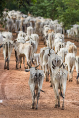 Cattle walking on dirty road - Mato Grosso do Sul - Brazil