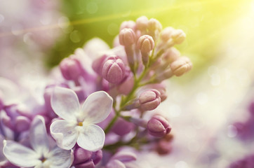 Macro image of spring lilac violet flowers, abstract sunny soft floral background
