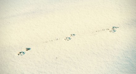 Spuren im Schnee