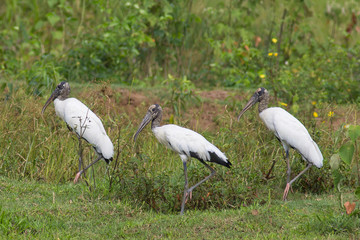 A lot Wood Storks (Mycteria americana)standing in vegetation - M