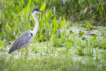A Cocoi Heron (Ardea cocoi) standing in vegetation - Mato Grosso