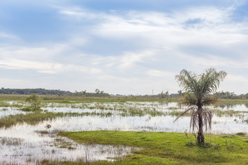 Obraz premium Buriti tree at wetlands - Mato Grosso do Sul State - Brazil