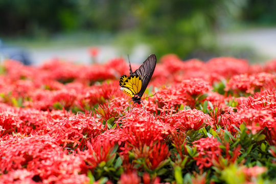 Ixora