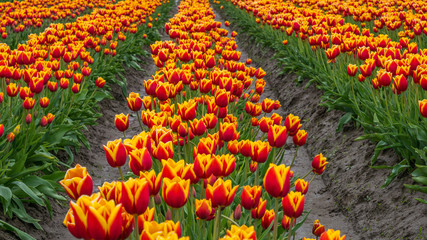 Naklejka premium Tulips