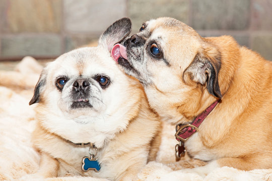 Pug Crossbreed Dog Grooming Another