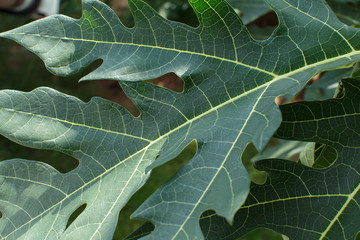 leaves