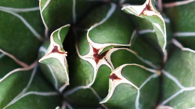 Rotating agave, slow motion, loopable HD closeup