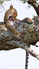 Leopard is lying on a tree. National Park. Kenya. Tanzania. Maasai Mara. Serengeti. An excellent illustration.
