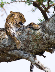 Fototapeta premium Leopard is lying on a tree. National Park. Kenya. Tanzania. Maasai Mara. Serengeti. An excellent illustration.