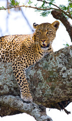 Leopard is lying on a tree. National Park. Kenya. Tanzania. Maasai Mara. Serengeti. An excellent illustration.