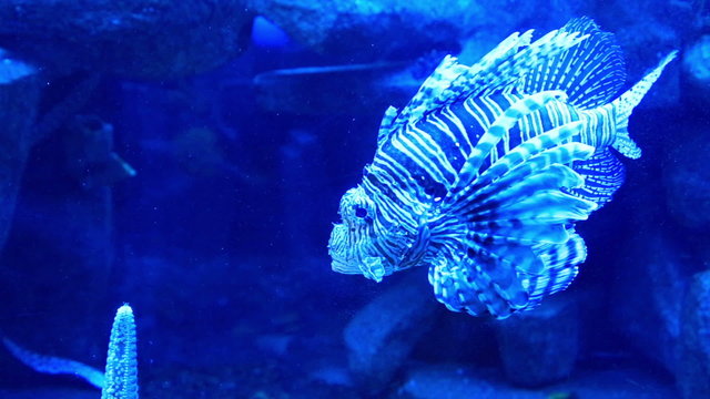Lancetfish (Alepisaurus) in aquarium