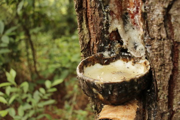 Fototapeta premium collection the wood resin in the forest