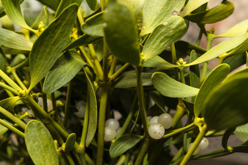 Obraz premium Green mistletoe with berries