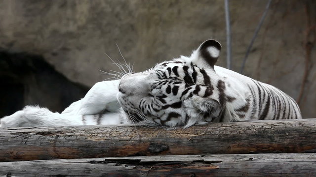 Black and white striped tiger lying on logs in zoo