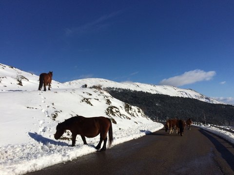 caballos invadiendo la carretera de monta&ntilde;a en invierno