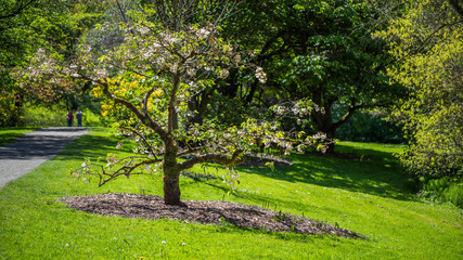 Fototapeta na wymiar Washington park arboretum, Spring