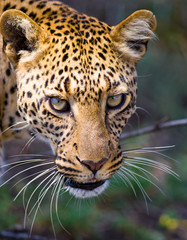 Naklejka premium Portrait of Leopard. Close-up. National Park. Kenya. Tanzania. Maasai Mara. Serengeti. An excellent illustration.