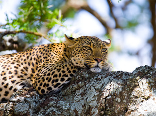 Leopard is lying on a tree. National Park. Kenya. Tanzania. Maasai Mara. Serengeti. An excellent illustration.