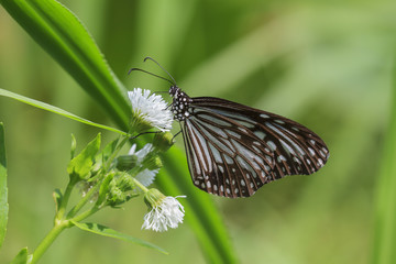 Beautiful butterfly - Chilasa agestor matsumurae